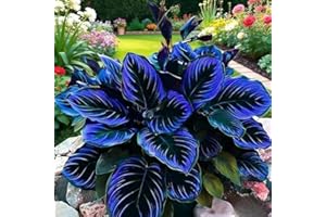 300+Midnight Blue Heart-Shaped Hosta Seeds Outdoor Ornamental Flowers, Thrive in Moist Environments, Stunning Foliage for Gar
