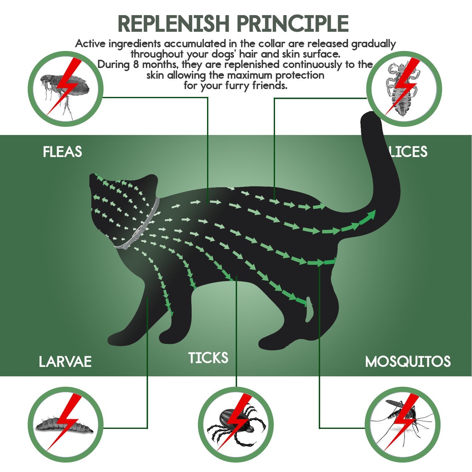 regirock flea collar