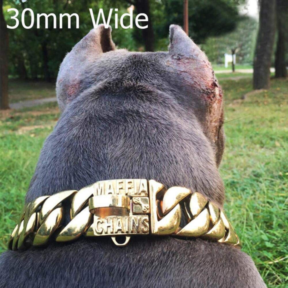gold chain collar for small dog