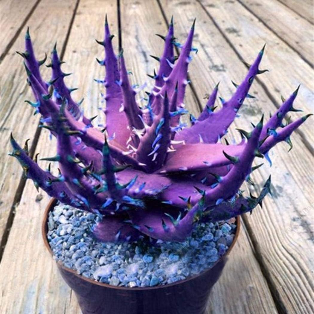 Masoke Seeds -"Lily of The Desert" Colored 100 Grain Real Aloe Vera (Aloe barbadensis) Seed First aid Plant, Miraculously Healing Powers