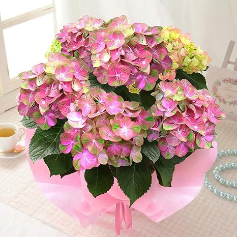 Amazon Bunbunbee 母の日 アジサイ鉢 マジカルな グリーンファイヤー 卓上用品 オンライン通販