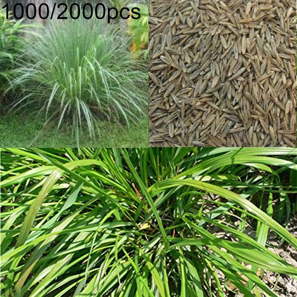 hudiemm0B Lemongrass Seeds, 1000/2000Pcs Lemongrass Seeds Cymbopogon Flexuosus Plant Garden Balcony Decor