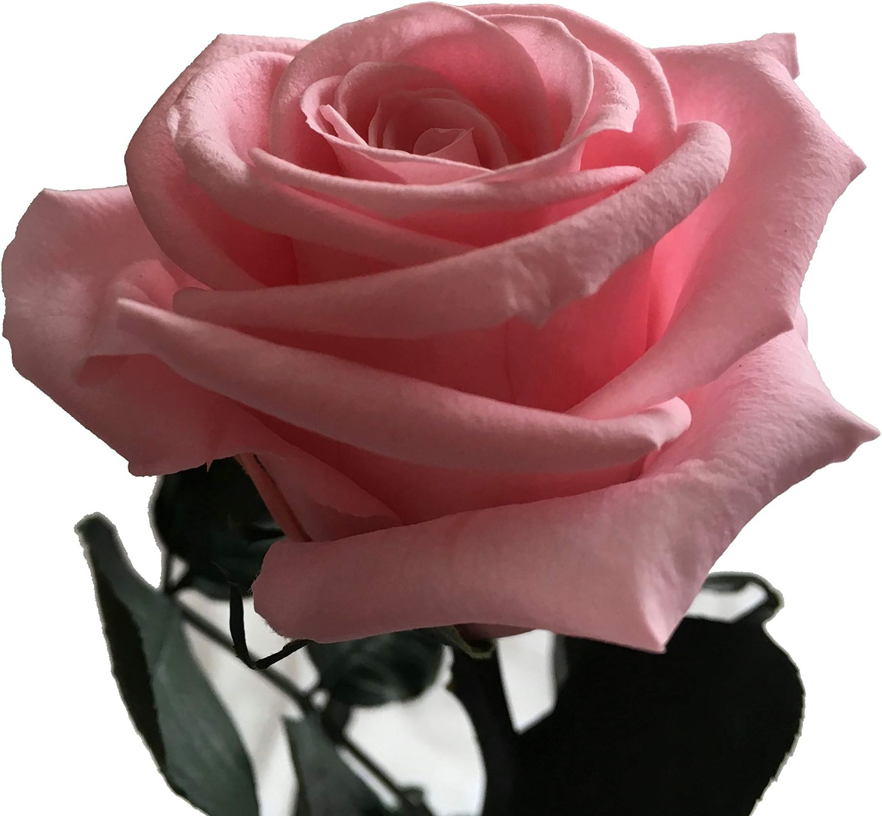 Decoflorales® - Naturally Preserved Real Rose - Colour: Pink Pastel - Height: 25-27 cm - The Everlasting Rose