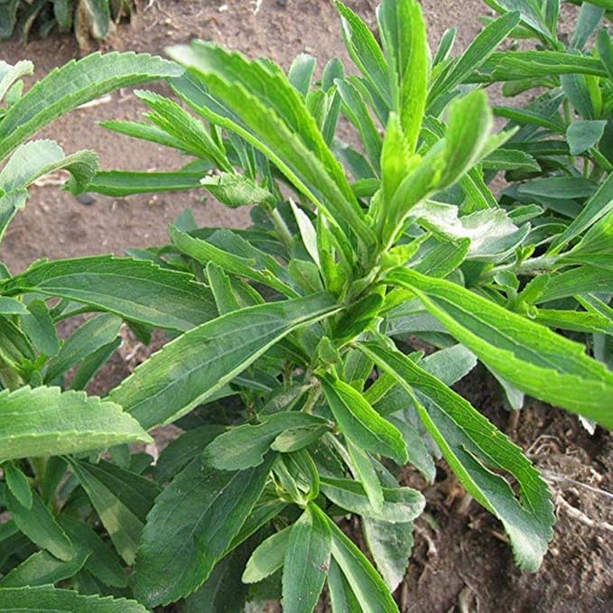 Ofanyia 100PCS Semillas Stevia Rebaudiana Semillas Naturaleza ...