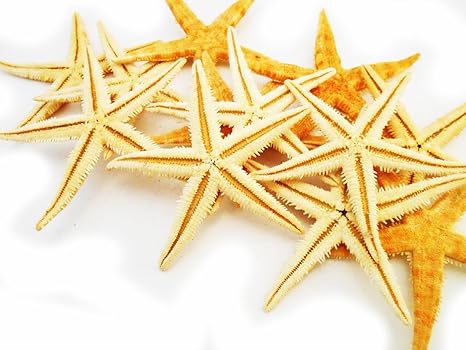 estrellas de mar amazon