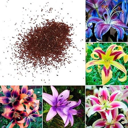 Какие семена лилии. Лилия цветок семена. Семена лилий на стебле. Семена лилии края. Семена лилии любых видов