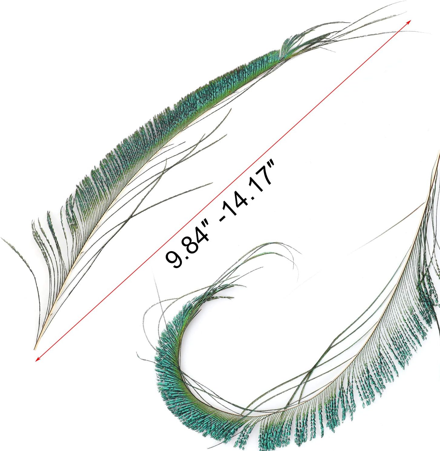 Mwoot 30pcs Natural Peacock Sword Feathers for DIY Craft,Costume,Wedding Holiday Party Decoration 10-14inch (25-35CM) - Image 5