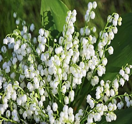 Racines De Muguet Preparation Pour Le Fete Du Muguet 25 Amazon Fr Jardin
