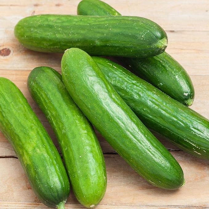 Spacemaster 80 Cucumber Seeds 50 Count Seed Pack Non