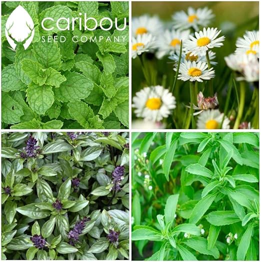 Medicinal/Herbal Teas Seeds Fresh Canadian Herb Seed Organic Cinnamon
