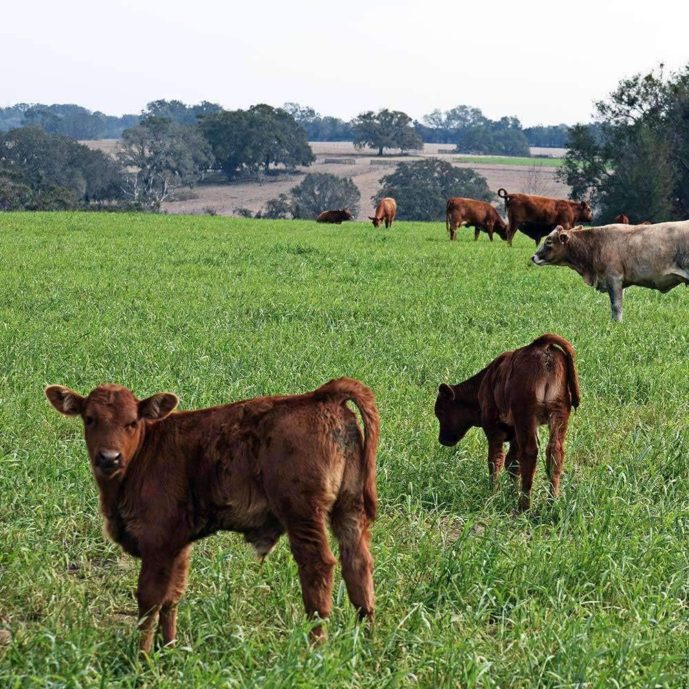 Certified Tifton 9 Bahia Grass Seed