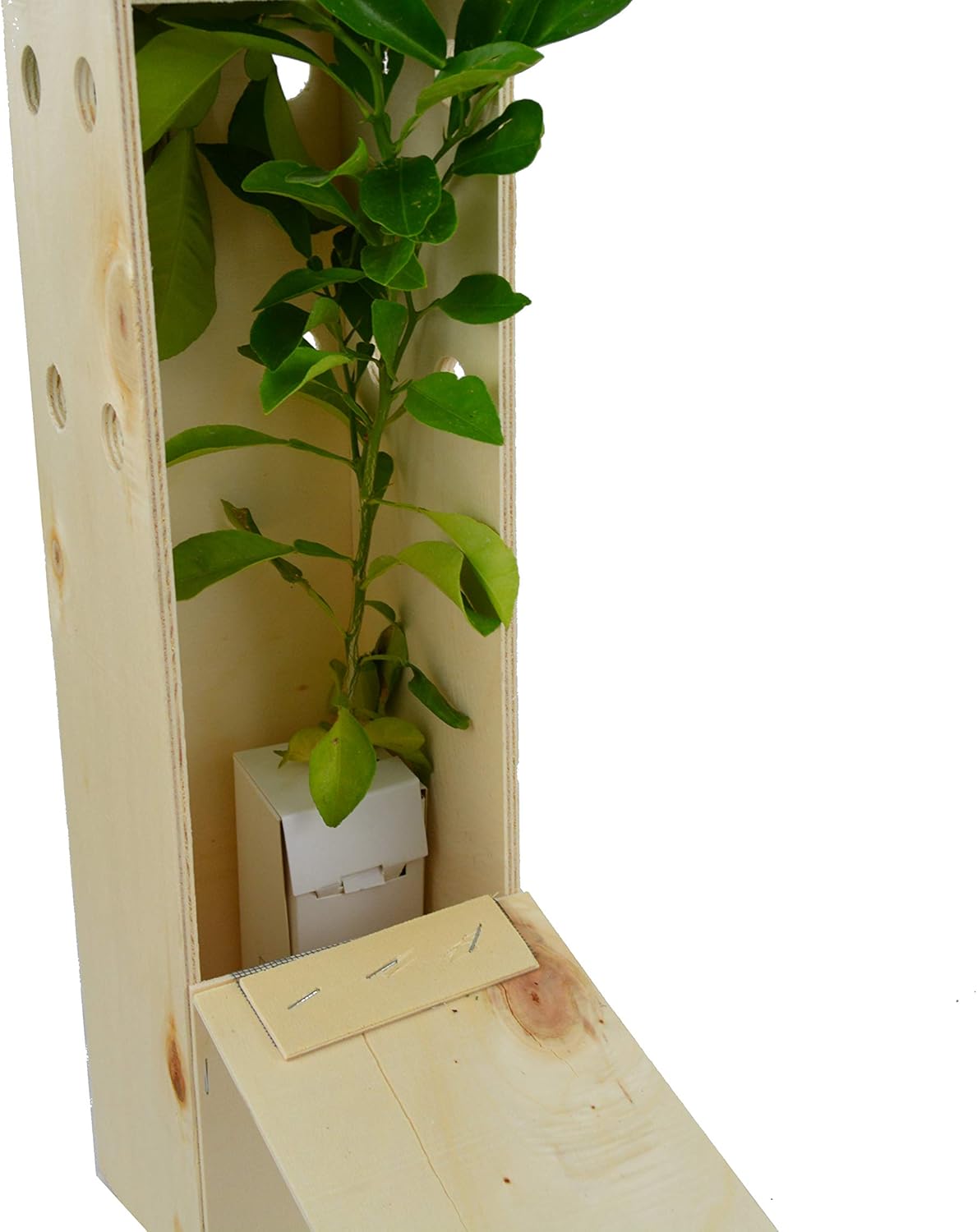 Naranjo amargo. Arbolito de pequeño tamaño en caja de madera ...