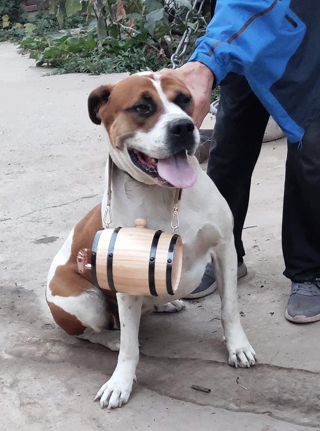 St bernard Rescue oak barrel collar,saint bernard wooden barrel collar for dog,1/2 Liter Size Keg with Adjustable Hoops for Pet Barrels San Bernardo - Image 4