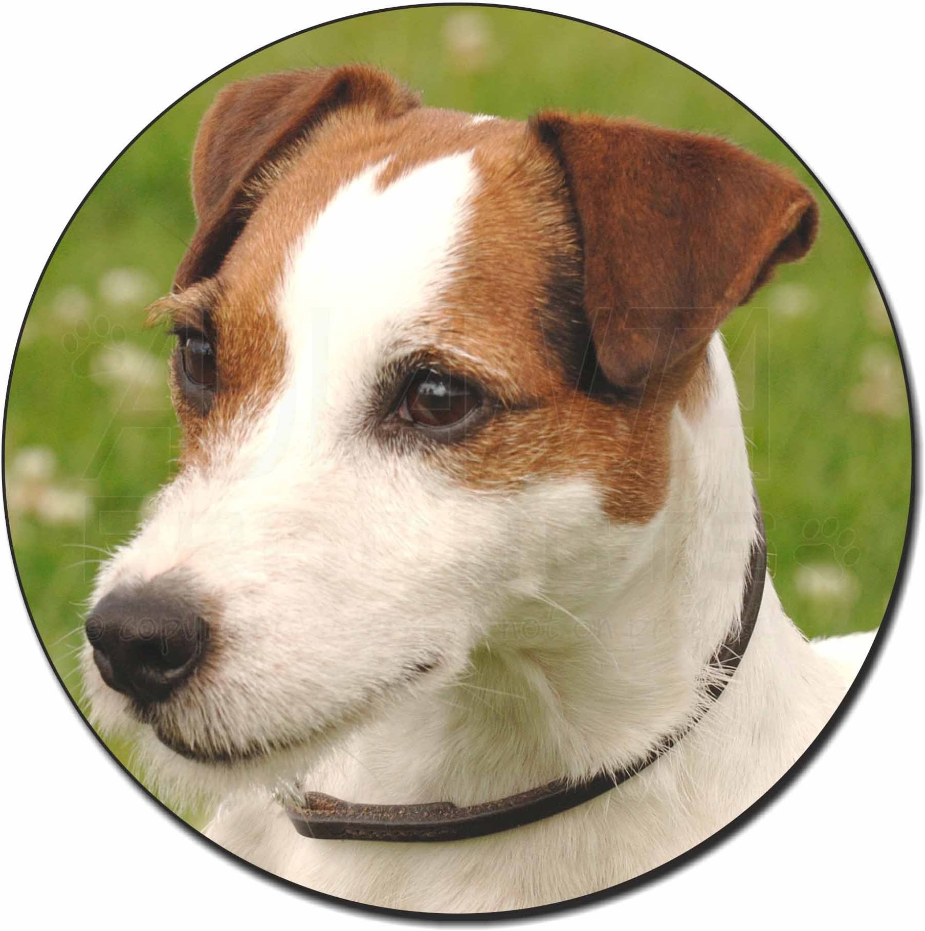 Jack Russell Terrier Dog Fridge Magnet Stocking Filler Christmas Gift