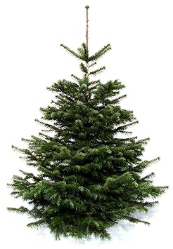 Echter Weihnachtsbaum Nordmanntanne (1,50 bis 1,70m) LIEFERUNG KW50 (16.-21.12.19) Premiumqualität frisch geschlagenen