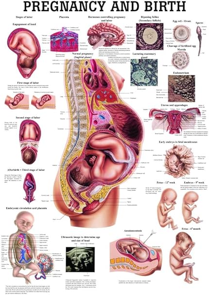 Amazon Com Pregnancy And Birth Laminated Anatomy Chart Sports Outdoors