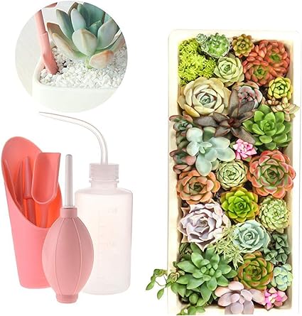 Amazon Co Jp 6pcs セット多肉植物の移植ツールガーデニングツール多肉植物の植栽キットガーデンハンドツールセット Color ピンク ホーム キッチン Amazon Co Jp 6pcs セット多肉植物の移植ツールガーデニングツール多肉植物の植栽キットガーデンハンドツールセット Color ピンク ホーム キッチン