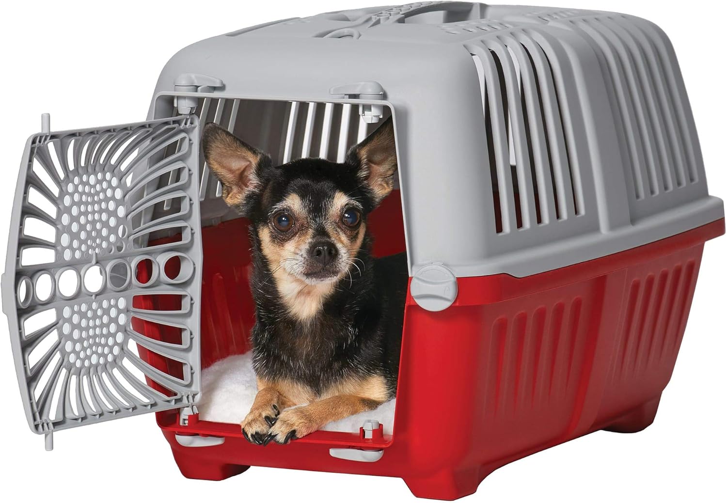 chihuahua 8 weeks old