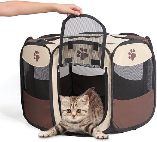 blue heeler dotson mix