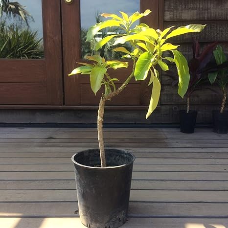 Amazon 耐寒性苗 アボカド 果樹苗 ７号ポット E 現品発送 観葉植物 オンライン通販