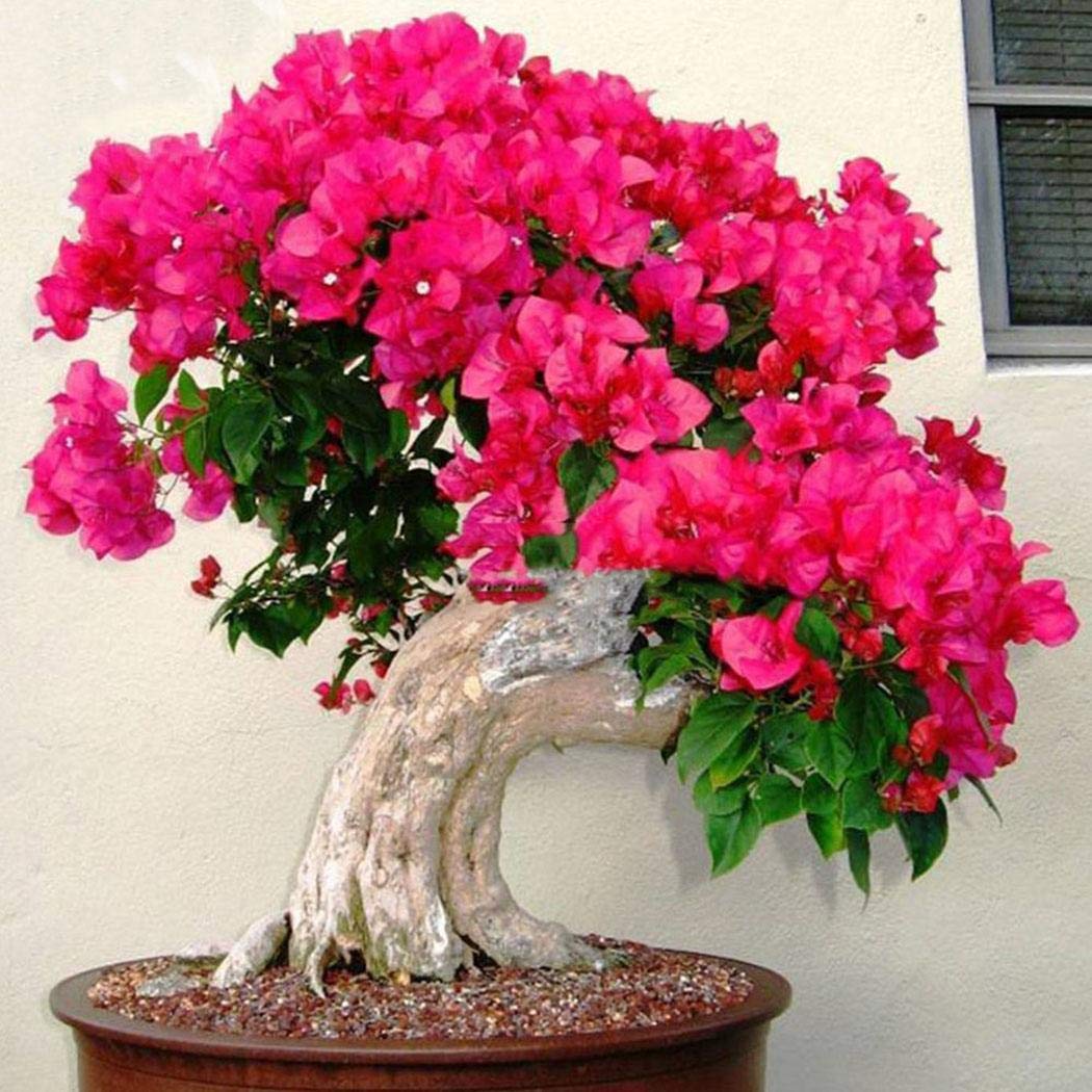 Ankidz Bougainvillea Flower Seeds Bonsai Tree Seeds Home Garden Planting Flowers