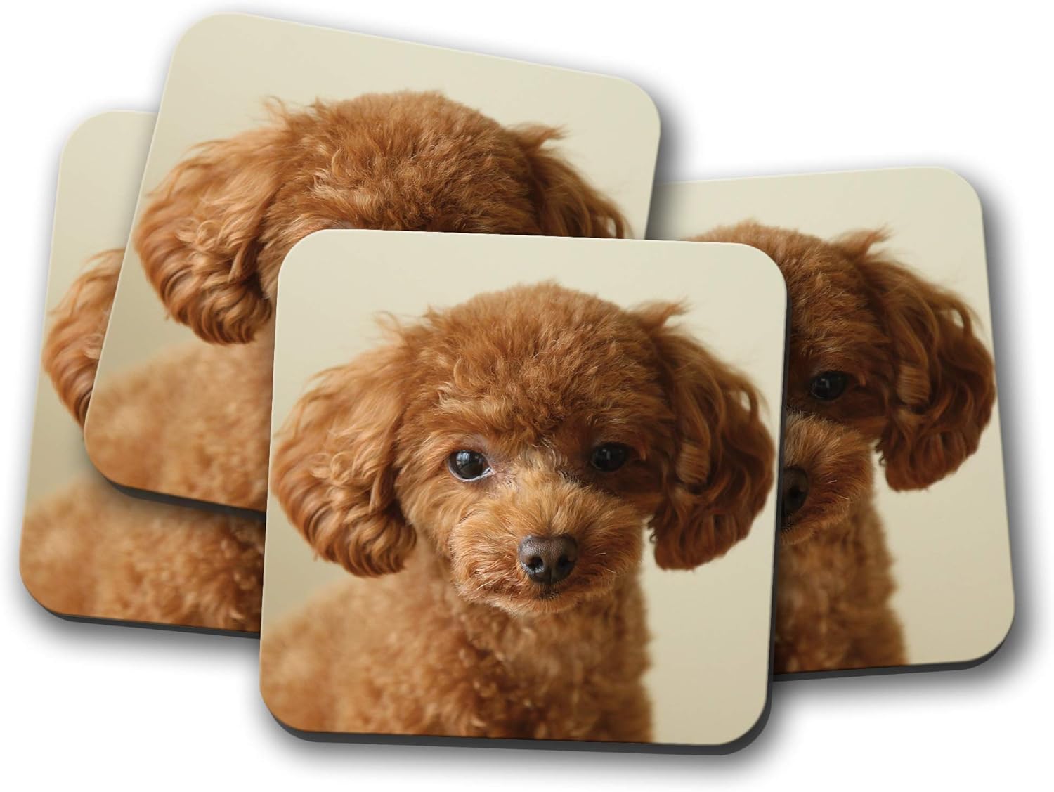 adorable poodle puppies
