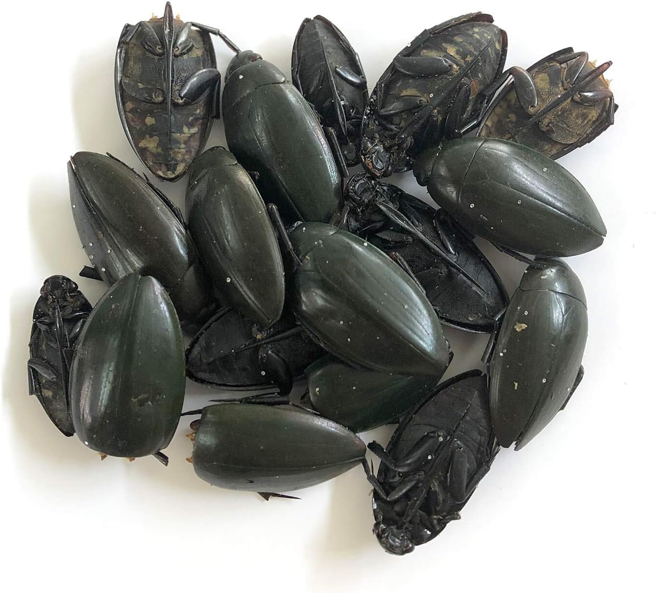 Amazon 食用 ゲンゴロウ15g Divingbeetles 昆虫食 Jr Unique Foods おつまみ 珍味 通販