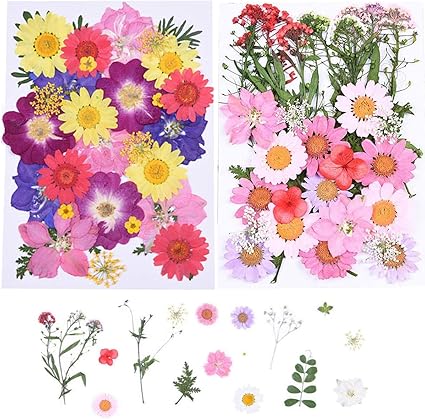 Fiyuer Dried Pressed Flowers 2 Pcs Mixed Natural Dry Flowers For Crafts Diy Candle Resin Card Making Scrapbooking Art Floral Decorations Amazon Co Uk Kitchen Home