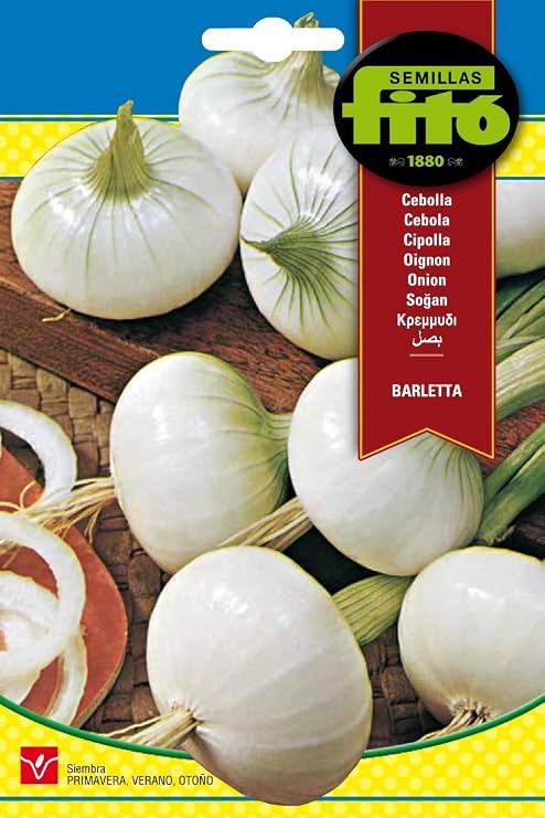 Semillas Fitó 41 - Semillas de Cebolla Barletta: Amazon.es: Jardín