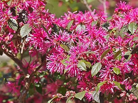 Aiden Gardens Bushy Chinese Fringe Plant Loropetalum Red - 1 Healthy Live Plant
