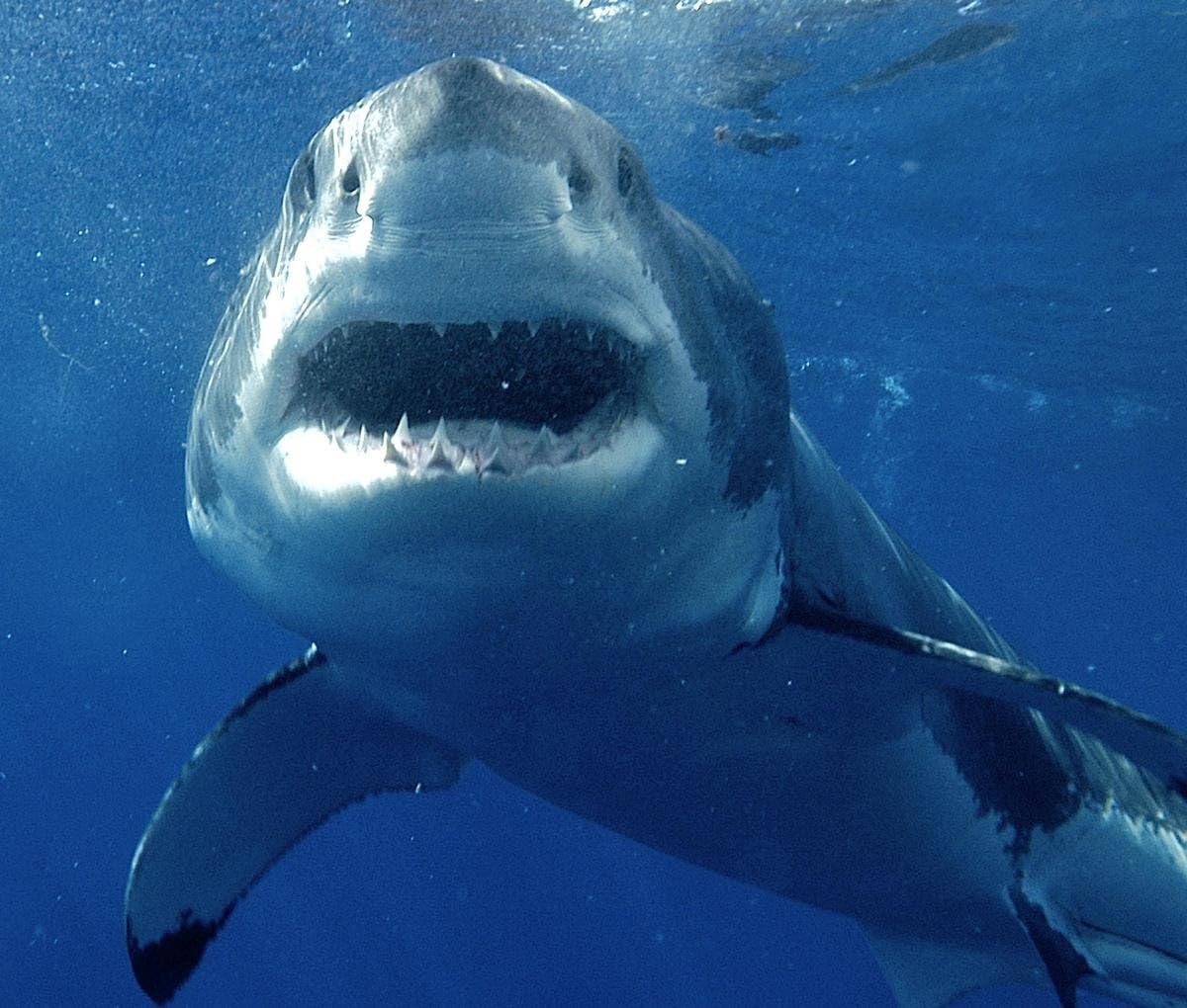 Gifts Delight Laminated 28x24 Poster: Shark - Sharks Several Great Whites Spotted Off Atlantic and Pacific Beaches New Hampshire