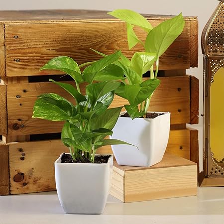 Pots & Plants Combo of Money Plant in White Pot Combo