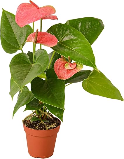 Amazon Com Houseplantshop Anthurium Pink 4 Pot Live Indoor House Plant Free Care Guide Garden Outdoor