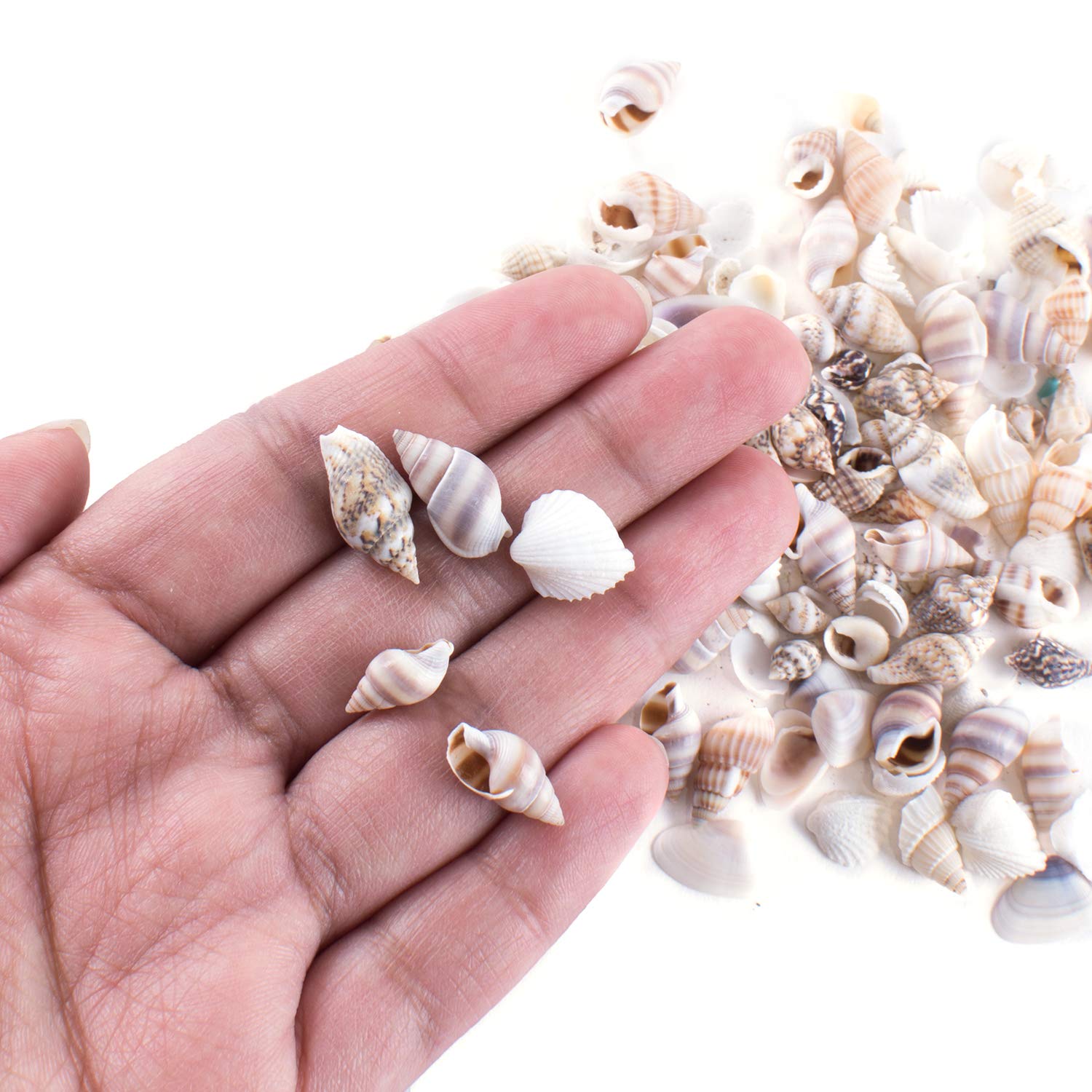 Tiny Miniature Fairy Garden Beach Critter Seashells Marine Life Collection For Arts Crafts Projects Decorations Party Favors Invitations 2 Tbsp - 