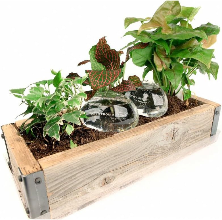 KIKKERLAND Water from a Stone - Blown Glass Automatic Self-Watering Plant Globes, Set of 2, Black - Image 4