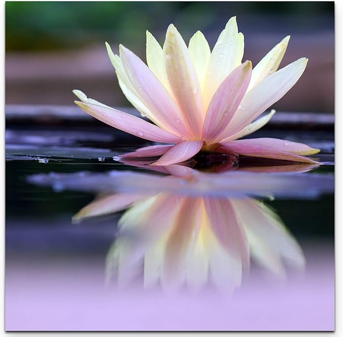 Photography Lotus Flower with Water Reflection 90 x 90 cm Amazon.co