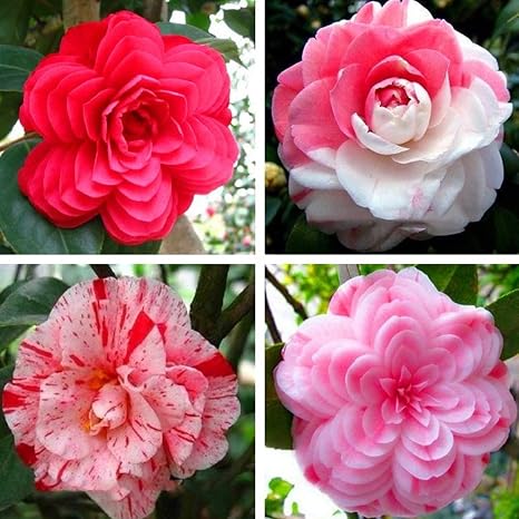 50 Pcs Bag Camellia Seeds Camellia Japonica Potted Plants Planting Seasons Flowering Plants Amazon Co Uk Garden Outdoors