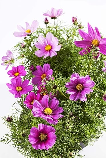 Semillas de flores de cosmos (Cosmos bipinnatus) 500 semillas. Una