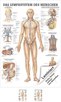 Lymphsystem Poster Anatomie 70x50 Cm Medizinische Lehrmittel Amazon De Kuche Haushalt Wohnen