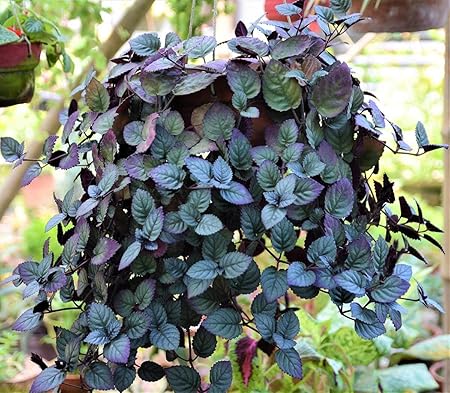 Aiden Gardens Rare Hemigraphis alternata Red Flame ivy waffle plant Red Ivy 2 Healthy Live Plants on Poly Bag