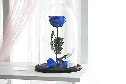 Amazon Com Beauty And The Beast Rose Size Large Live Forever Rose Enchanted Rose Rose In Glass Dome Forever Rose Rose In Glass Preserved Rose Preserved Flower Navy Rose Handmade