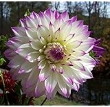 Ferncliff Illusion Dinnerplate Cacti Dahlia 2 Bulb Clumps