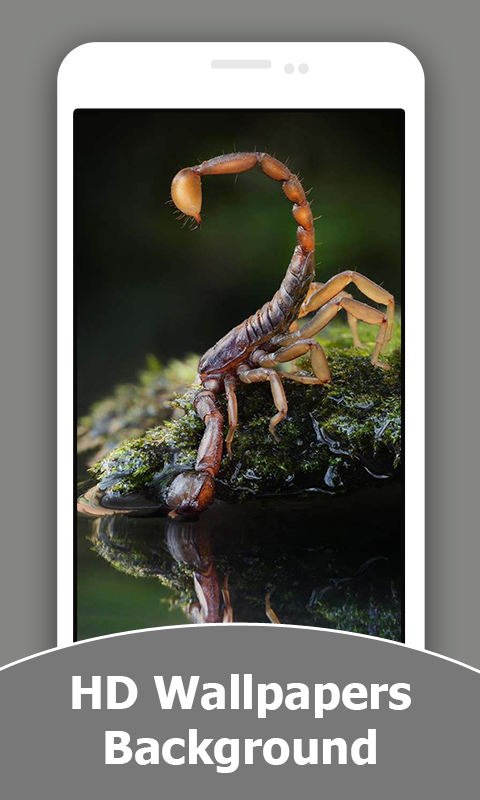 Scorpion HD Wallpapers And Background