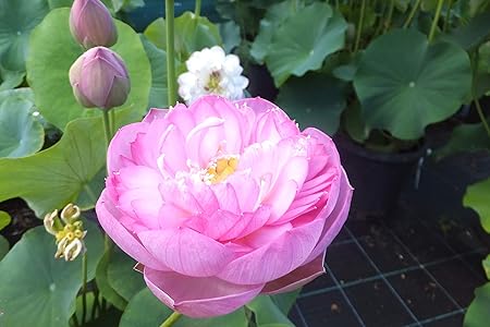 Florona Rare Hybrid Aquatic Plant Seed