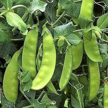 Amazon すずなり極甘 絹さやエンドウ豆 春植えタイプ の苗 野菜苗9cmポット 6個セット 極早生多収穫 砂糖エンドウの最高峰 1月から3月頃までの植付けに向く早取りタイプ 普通に生育すれば1花房に2莢 ずつ着きますが 条件が良くなると1花房に3莢着く事もある超豊