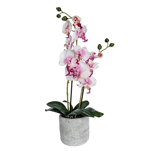 Homescapes Large Oriental Style Cream Orchid with Silk Flowers in Black