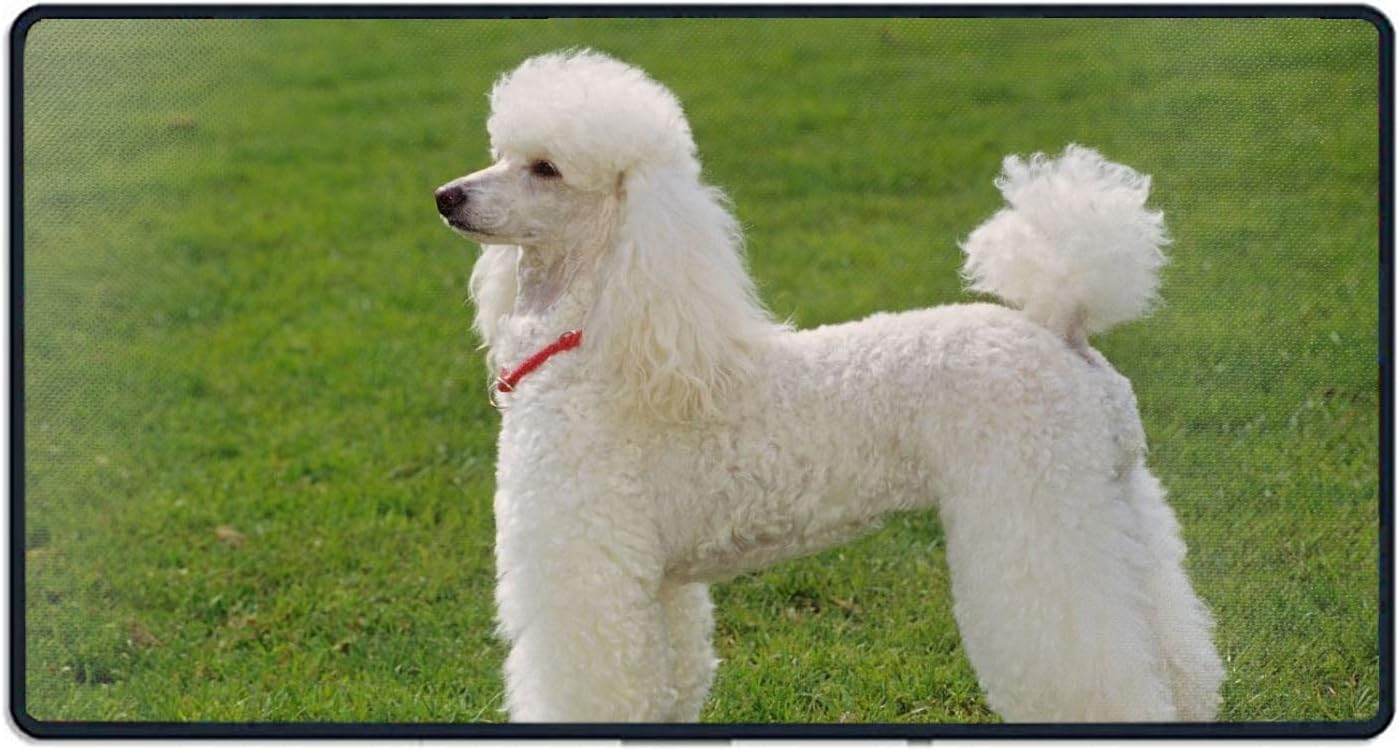 oversized poodle dog