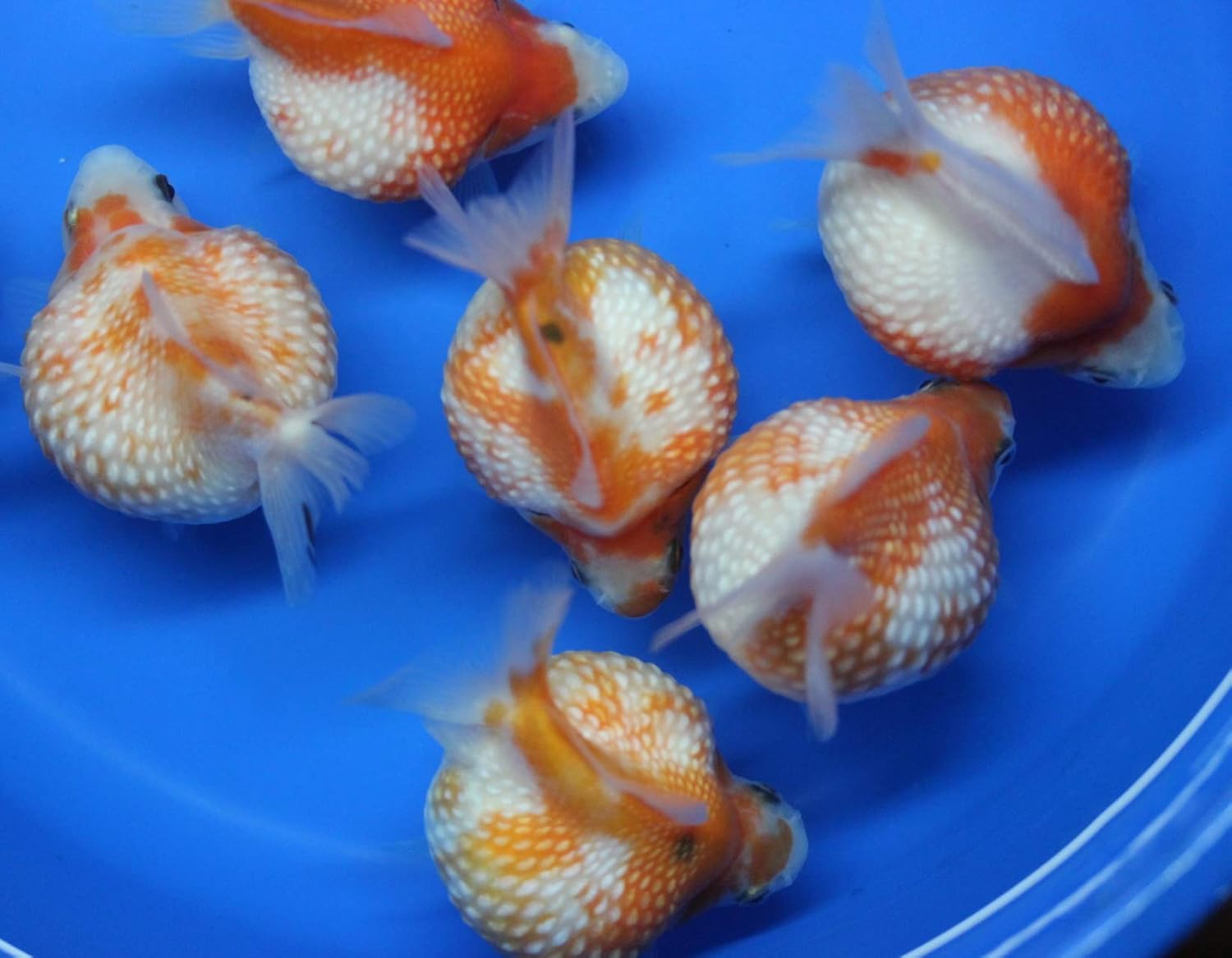 pearlscale goldfish for sale