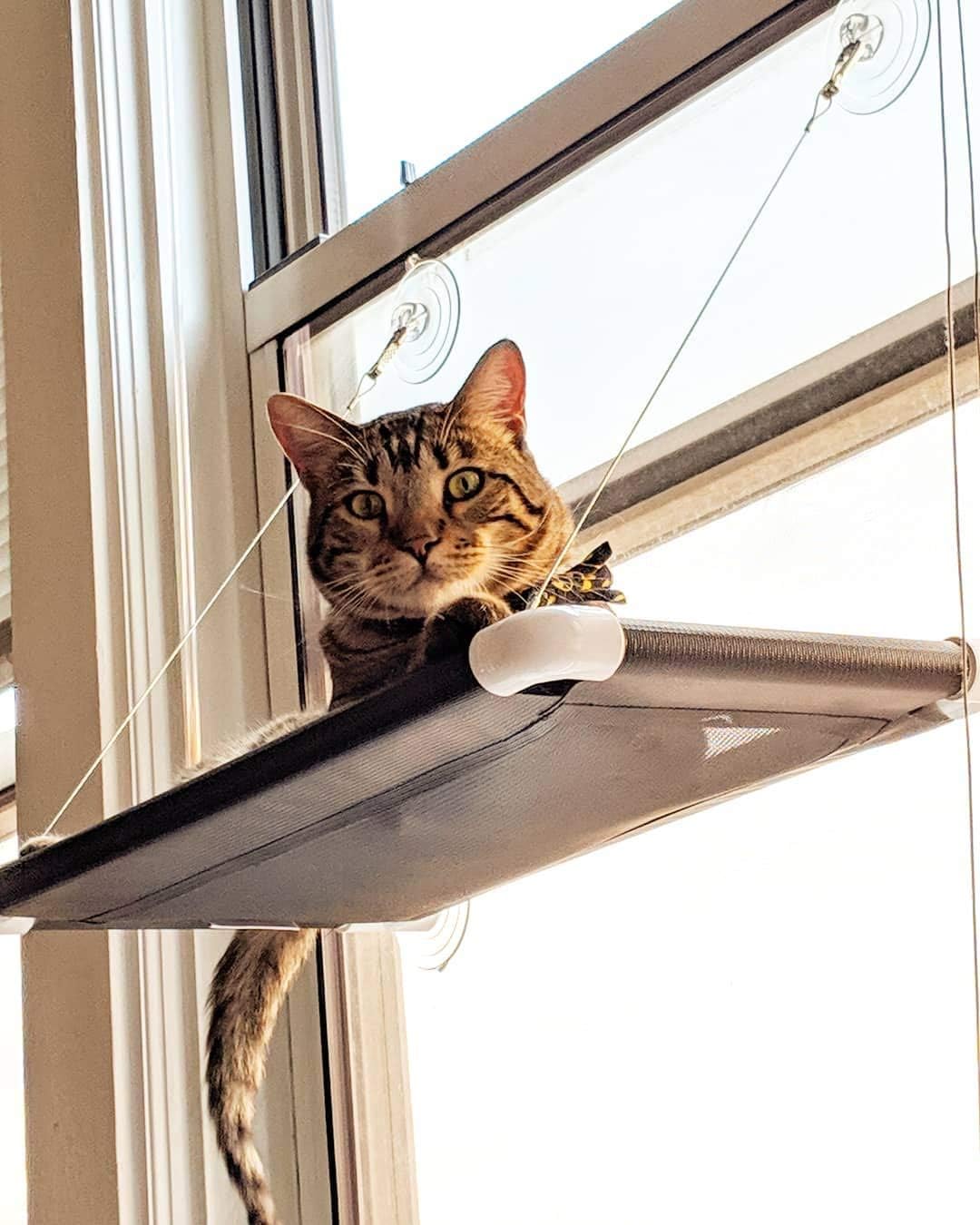 Kitty Cot Original World's Best Cat Perch (Large) : Pet Window Perches : Pet Supplies