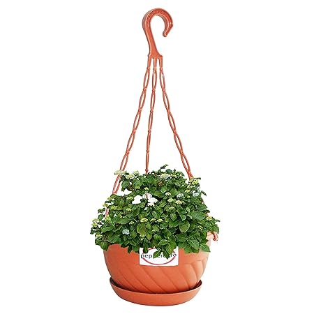 Pepper Agro Hanging Flower Pots 8 inch Planter with Plant Saucer Brown, Set of 3